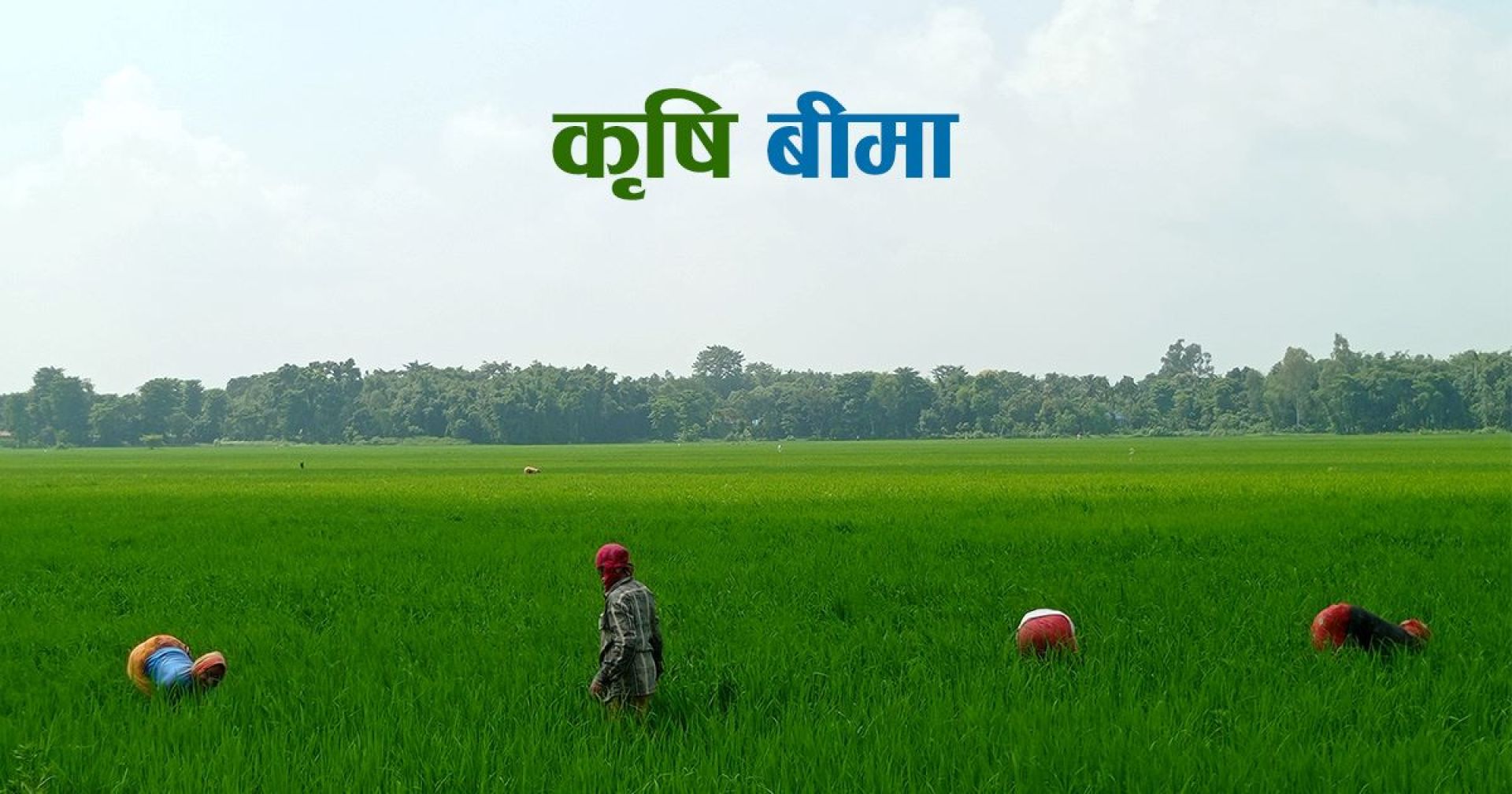 सात गुणाले बढ्यो कृषि बीमा व्यवसाय, दाबी भुक्तानीमा भने सधैँ झमेला